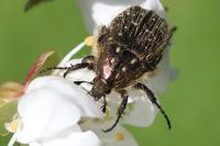 Oxythyrea funesta