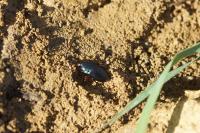 Harpalus dimidiatus