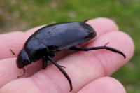 Hydrophilus piceus
