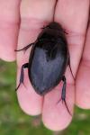 Hydrophilus piceus