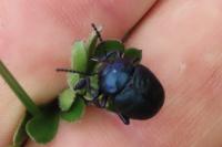 Timarcha goettingensis