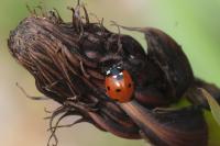 Coccinella septempunctata