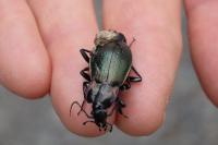 Carabus nemoralis