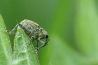 Parethelcus pollinarius