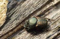 Onthophagus