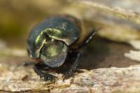 Onthophagus