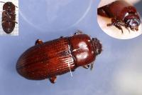 Uloma culinaris