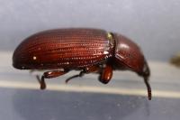 Uloma culinaris