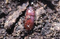 Uloma culinaris