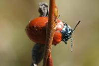 Chrysomela populi