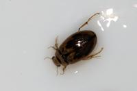 Hygrobia hermanni