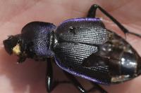 Carabus violaceus