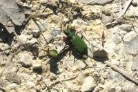 Cicindela campestris