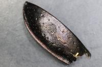 Carabus nemoralis