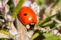 Adalia bipunctata