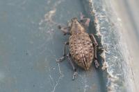 Liophloeus tessulatus