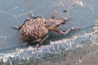 Liophloeus tessulatus