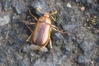 Rhizotrogus aestivus