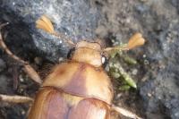 Rhizotrogus aestivus