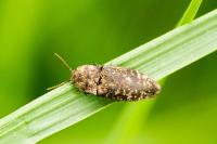Agrypnus murinus