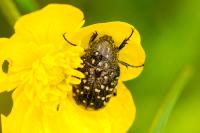 Oxythyrea funesta