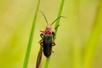 Cantharis rustica