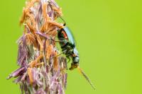 Malachius bipustulatus