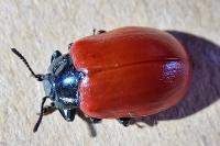Chrysomela populi