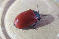 Chrysomela populi