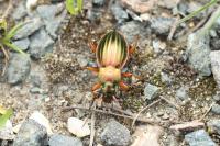 Carabus auratus