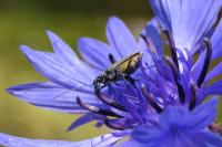 Oedemera