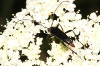 Rutpela nigra