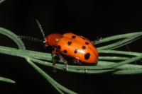 Crioceris duodecimpunctata
