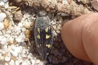 Buprestis novemmaculata