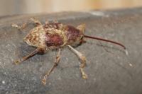 Curculio elephas