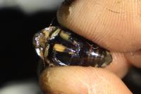 Acilius sulcatus