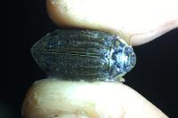 Acilius sulcatus