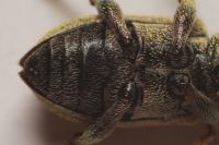 Phyllobius roboretanus