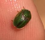 Cassida