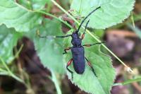 Ropalopus femoratus