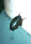 Colymbetes fuscus
