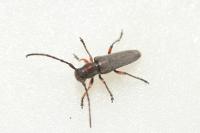 Phytoecia pustulata