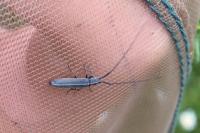 Calamobius filum