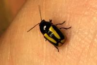 Cryptocephalus vittatus