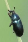Aulacobaris coerulescens
