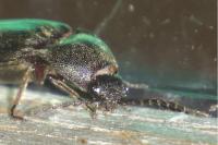 Melanotus