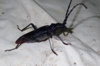 Cerambyx cerdo