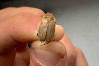 Amphimallon solstitiale