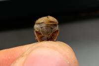 Amphimallon solstitiale