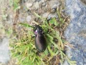 Carabus nemoralis